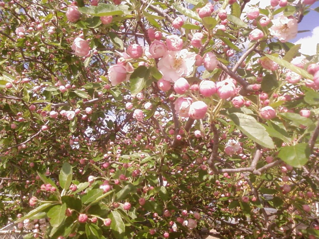 בארינסדייל Dalfruin B&B מראה חיצוני תמונה